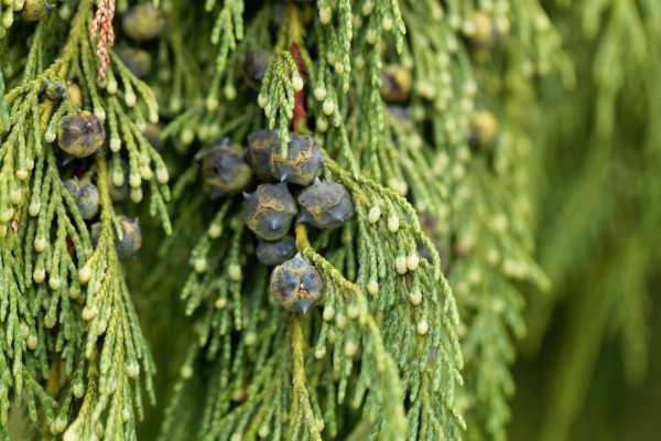  - Essential Oils